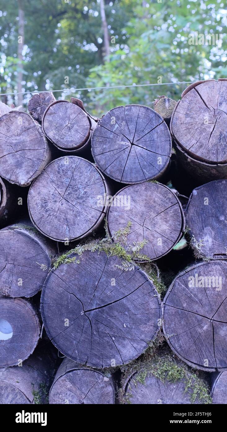 Wood logs in the forest Stock Photo