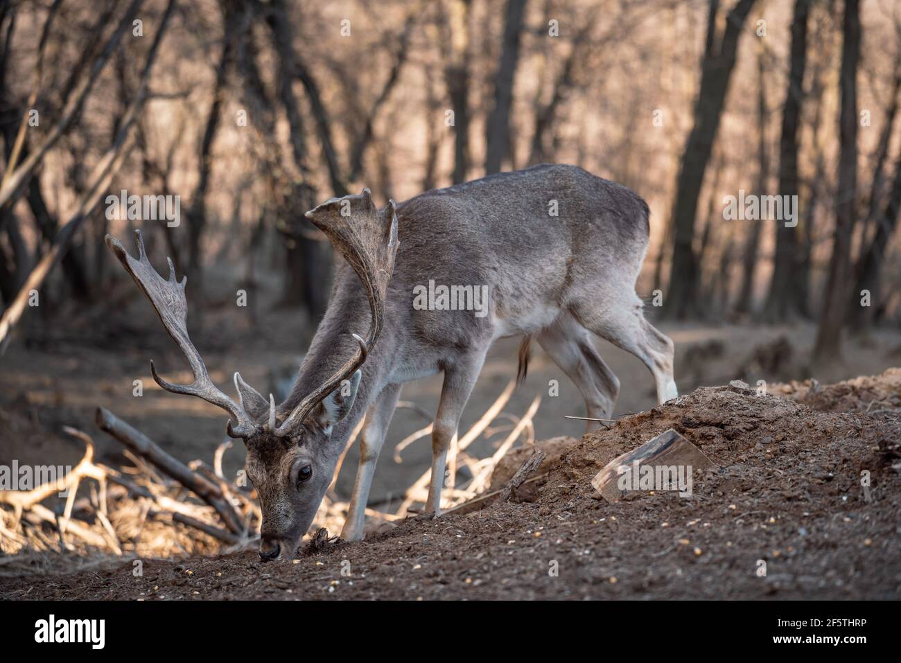 beautiful deer eating in a wild forest Stock Photo - Alamy