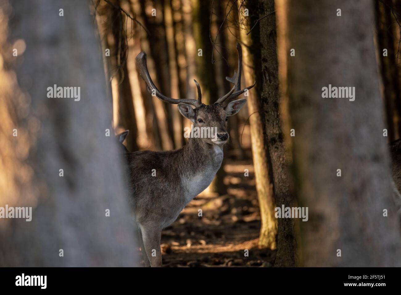 beautiful deer standing in a wild forest Stock Photo