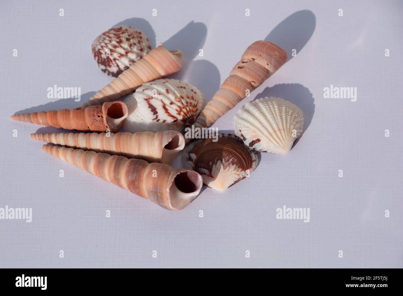 seashell on white paper sheet as the summer concept Stock Photo