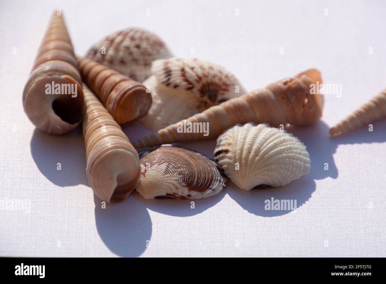 abstract seashell background on white structured paper sheet Stock Photo