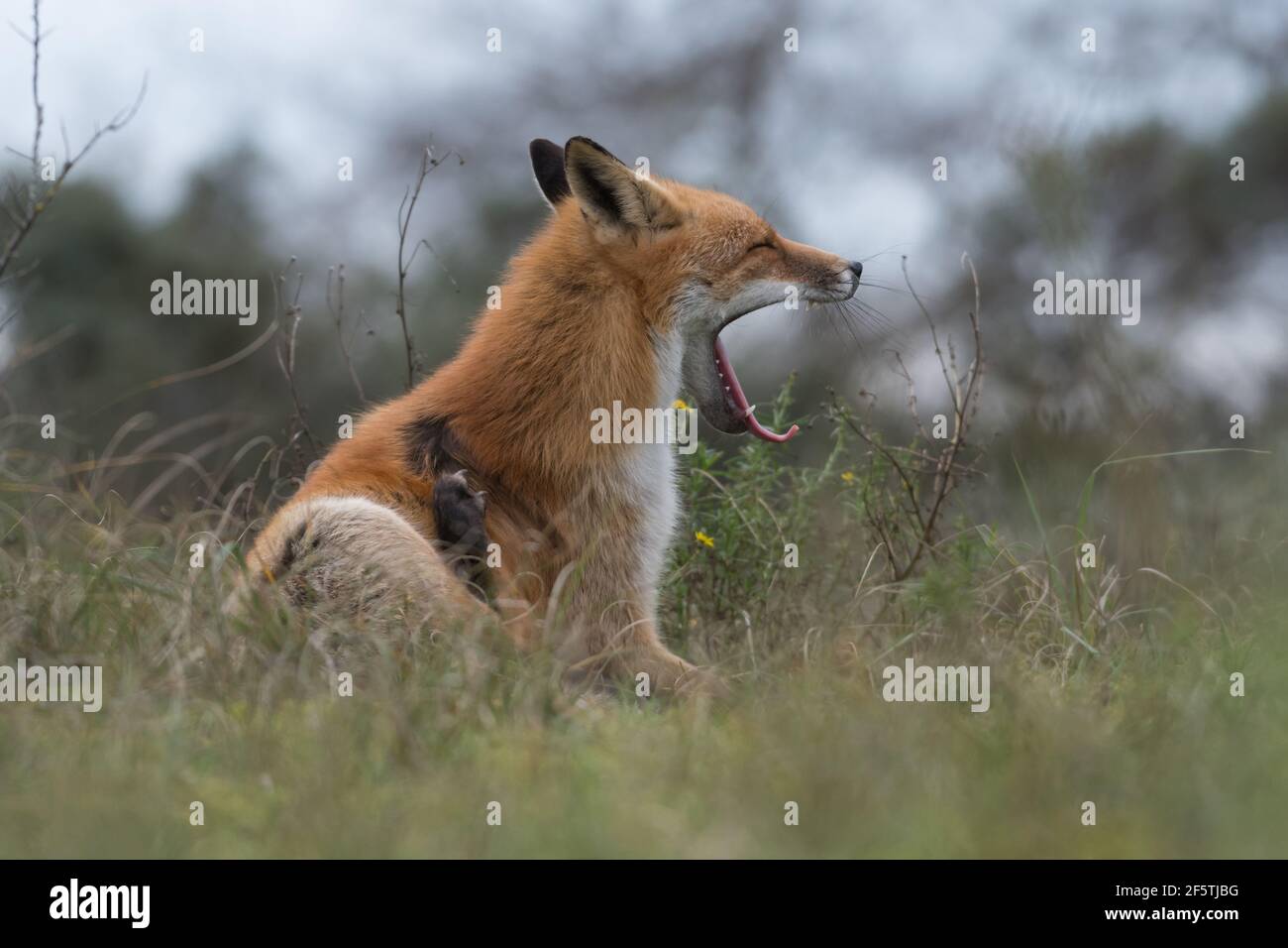 Yawning red fox, fox is relaxing in the grass, photographed in the dunes of the Netherlands. Stock Photo