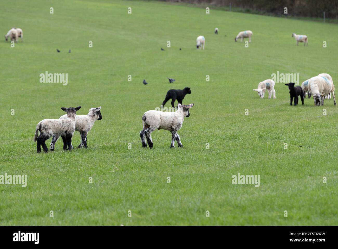 Spring lambs uk weather hi-res stock photography and images - Alamy