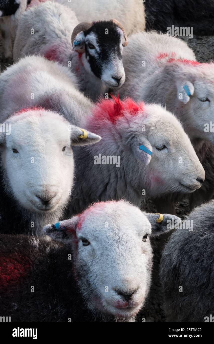 Herdies in the farm yard at Coniston Stock Photo