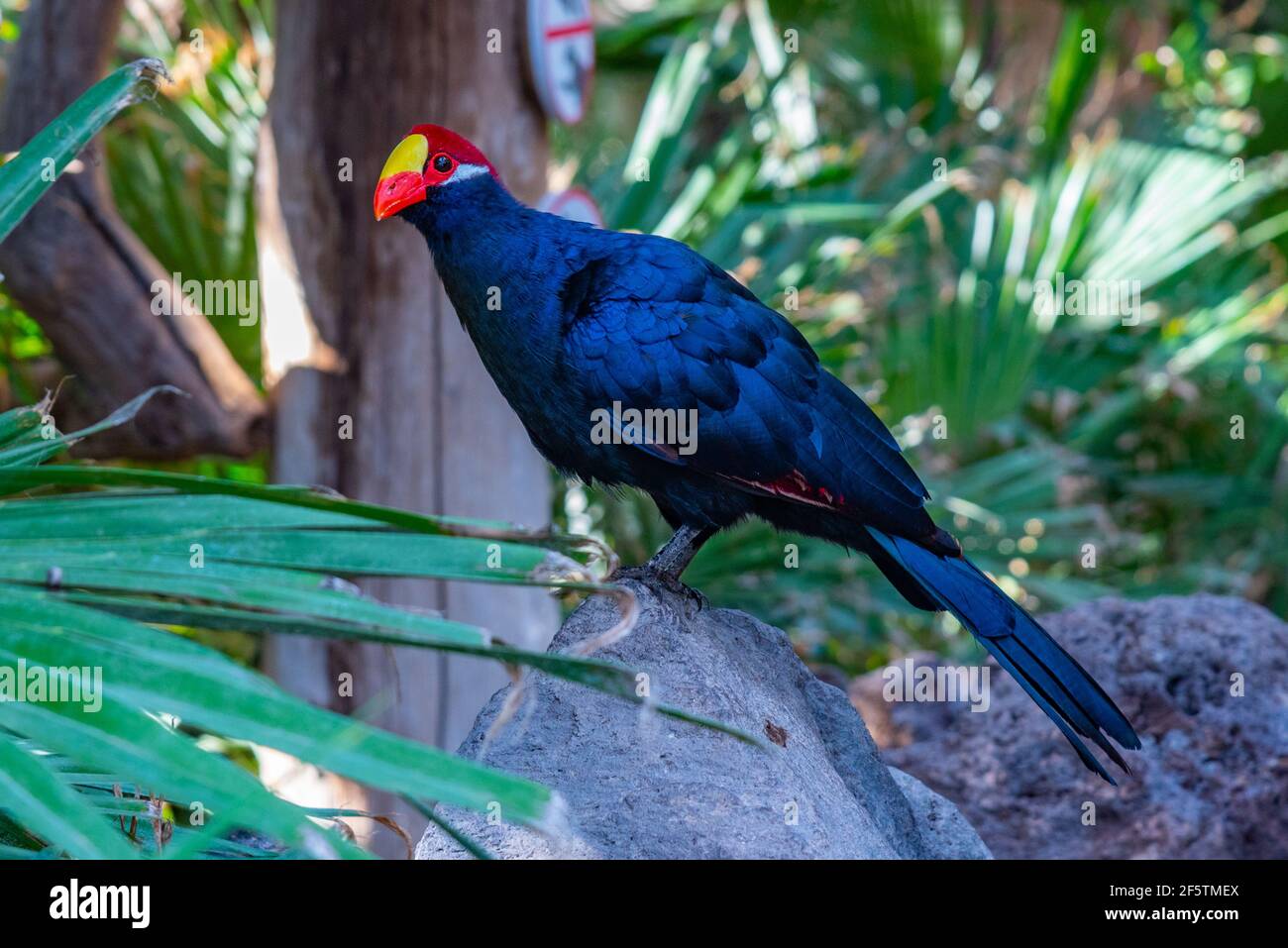 Lady Ross's turaco in jungle park at Tenerife, Canary Islands, Spain. Stock Photo