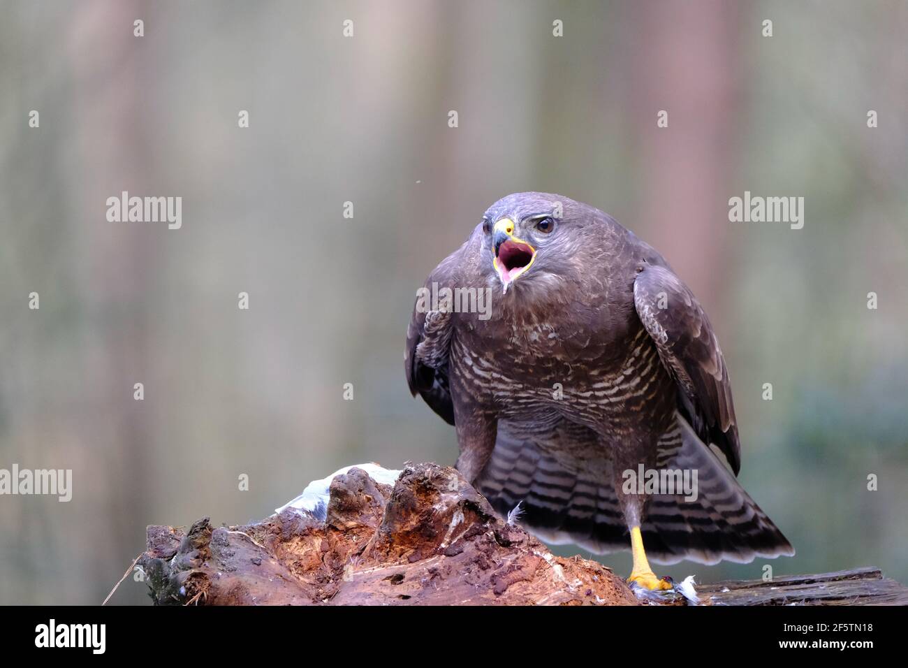 Selective focus bird feathers hi-res stock photography and images - Alamy