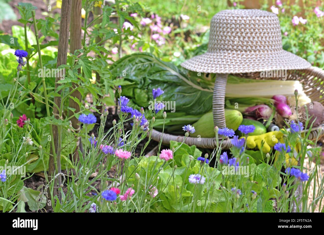 wicker hat put on a basket with fresh vegetables in a little vegetable ...