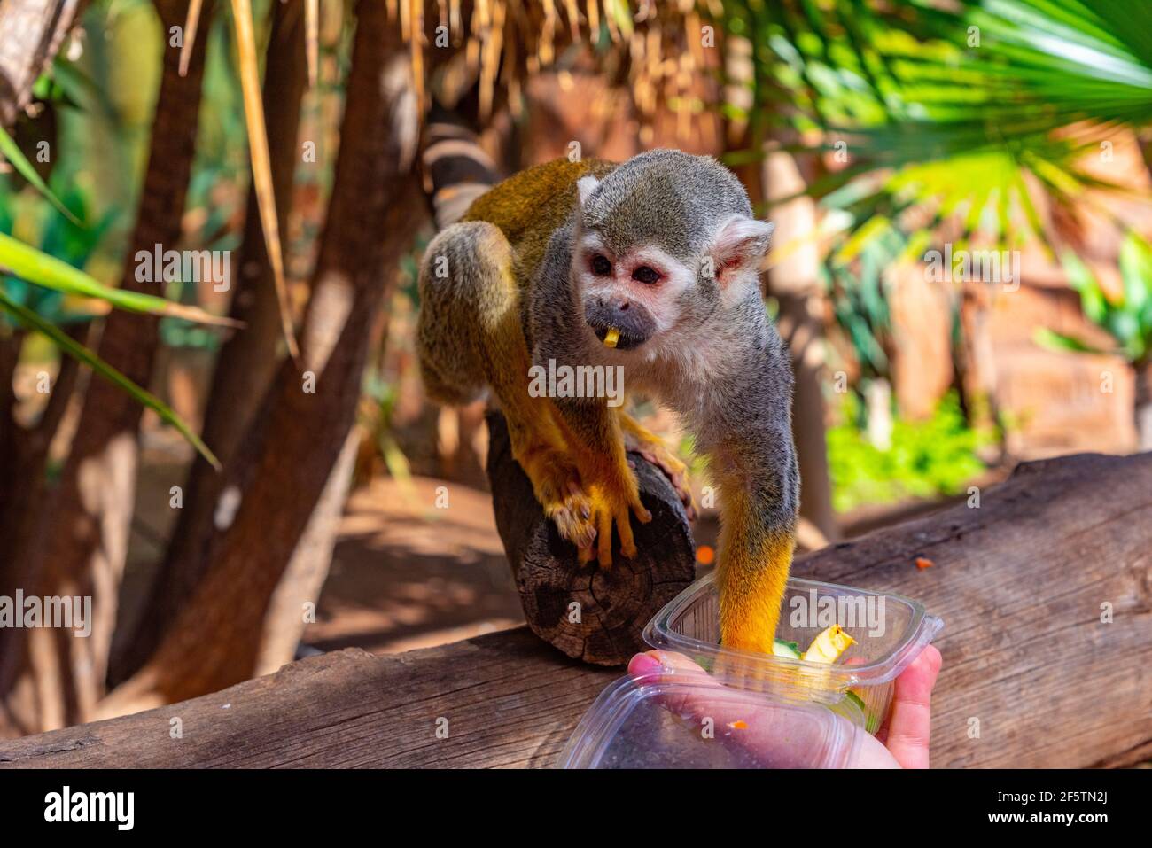 Common squirrel monkey being fed in monkey park at Tenerife, Canary Islands, Spain. Stock Photo