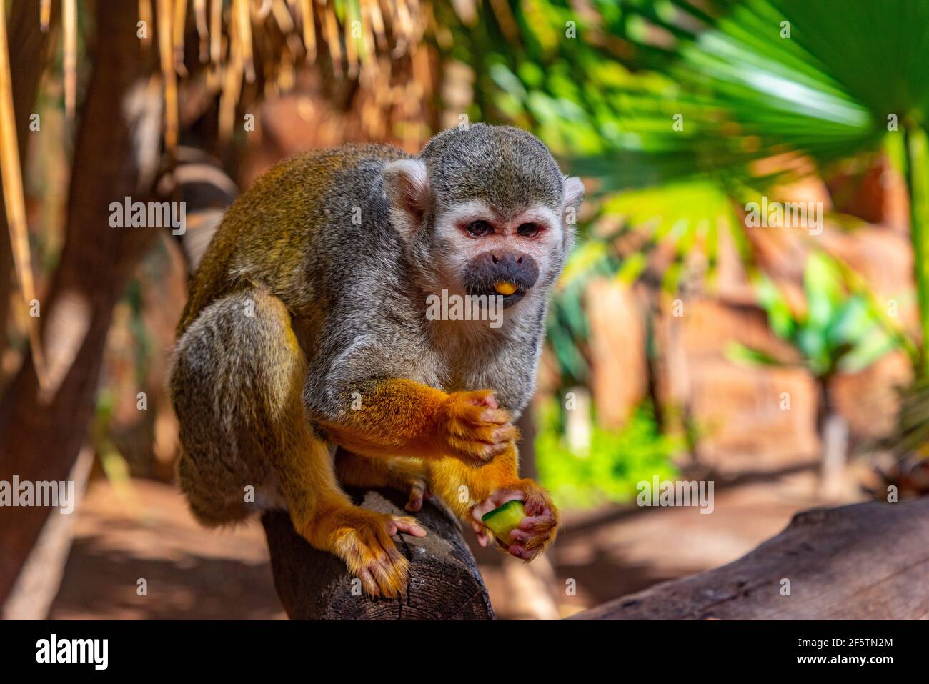 Common squirrel monkey being fed in monkey park at Tenerife, Canary Islands, Spain. Stock Photo