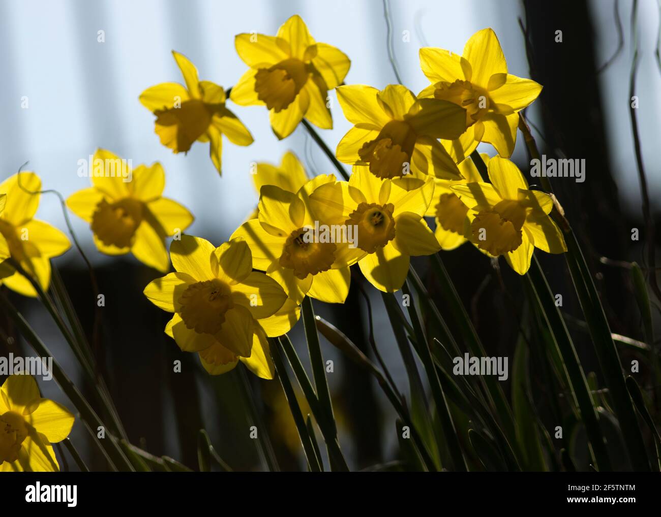 No one is sure when the first Daffodils were first introduced to