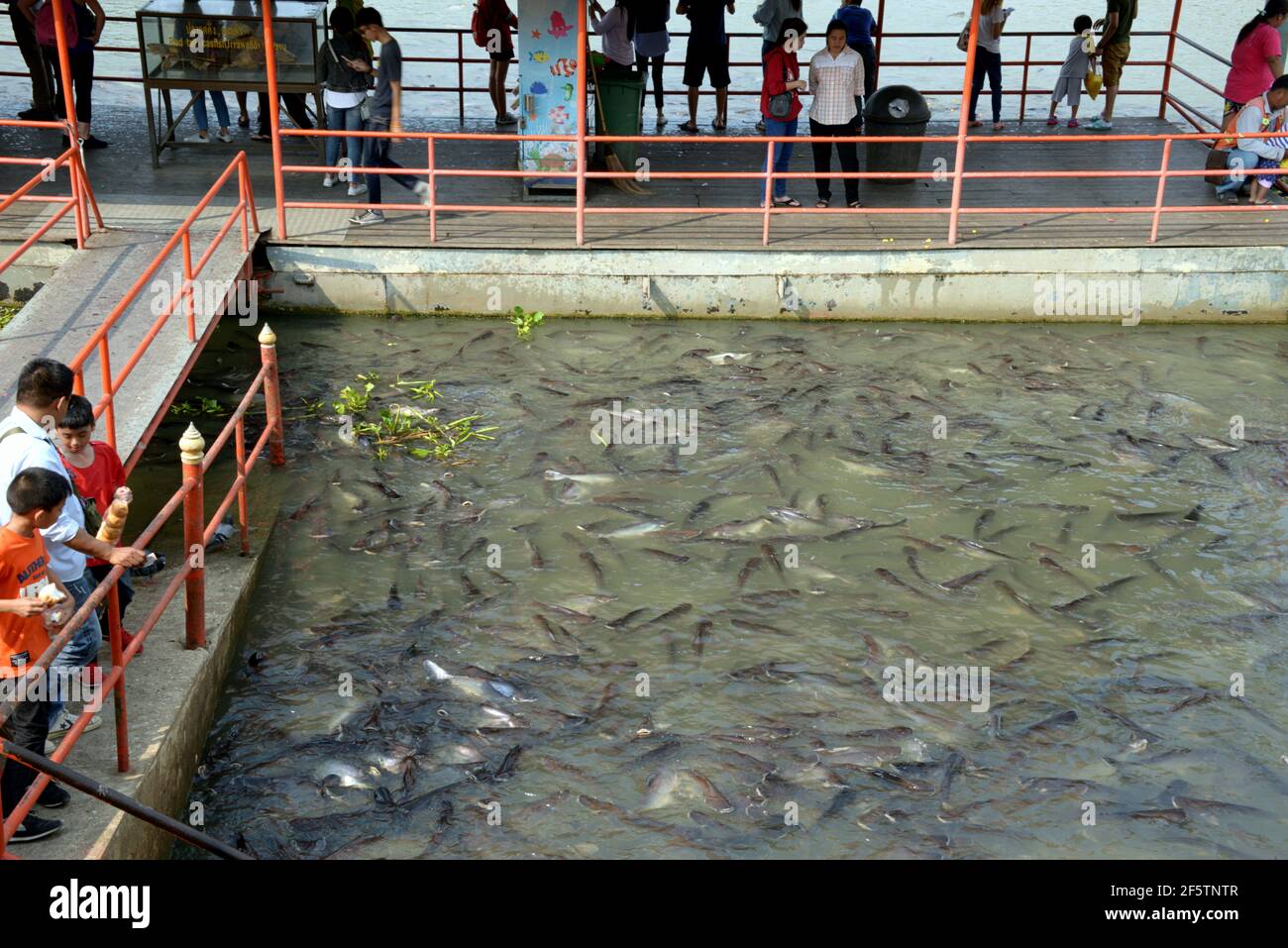 Yellow catfish hi-res stock photography and images - Alamy