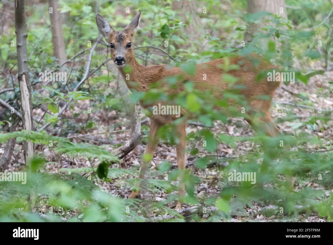 Roe deer hiding in the forest among the leaves, photographed in the Netherlands. Stock Photo