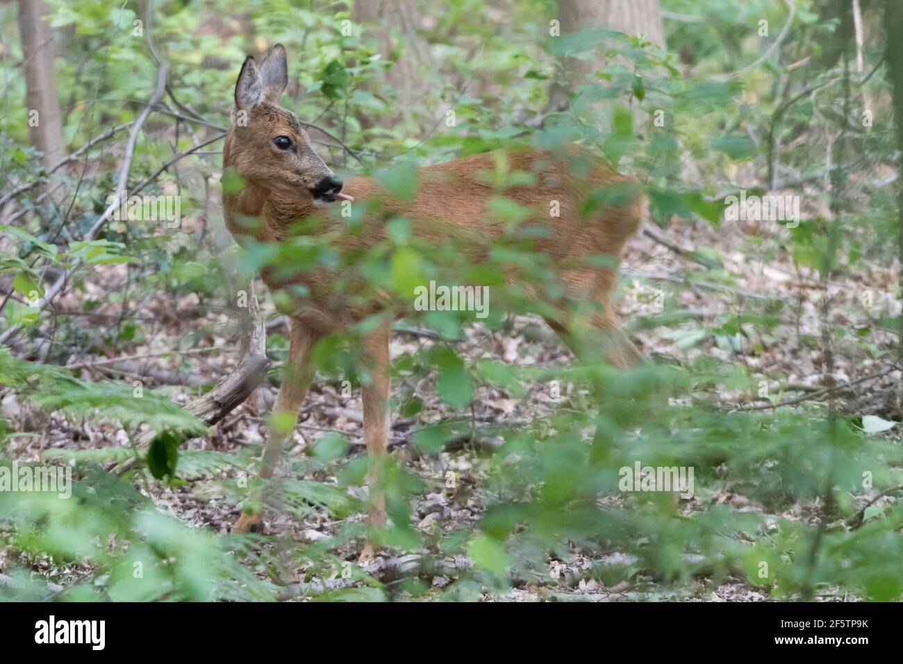 Roe deer hiding in the forest among the leaves, photographed in the Netherlands. Stock Photo