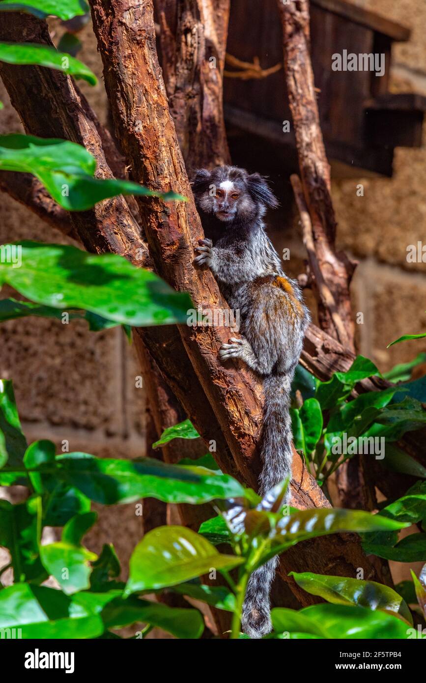 Black tufted marmoset in monkey park at Tenerife, Canary Islands, Spain. Stock Photo