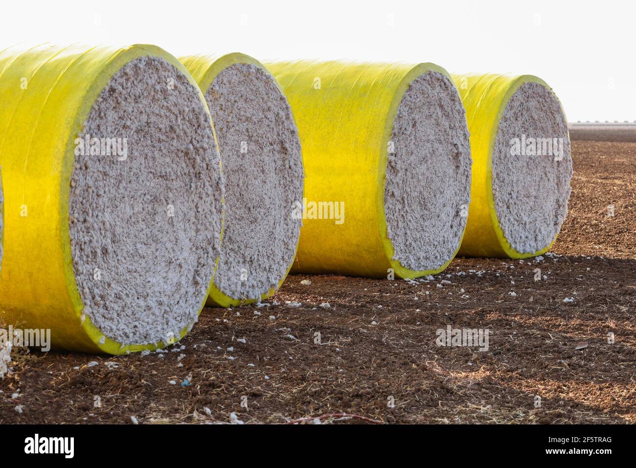 Cotton bales hires stock photography and images Alamy