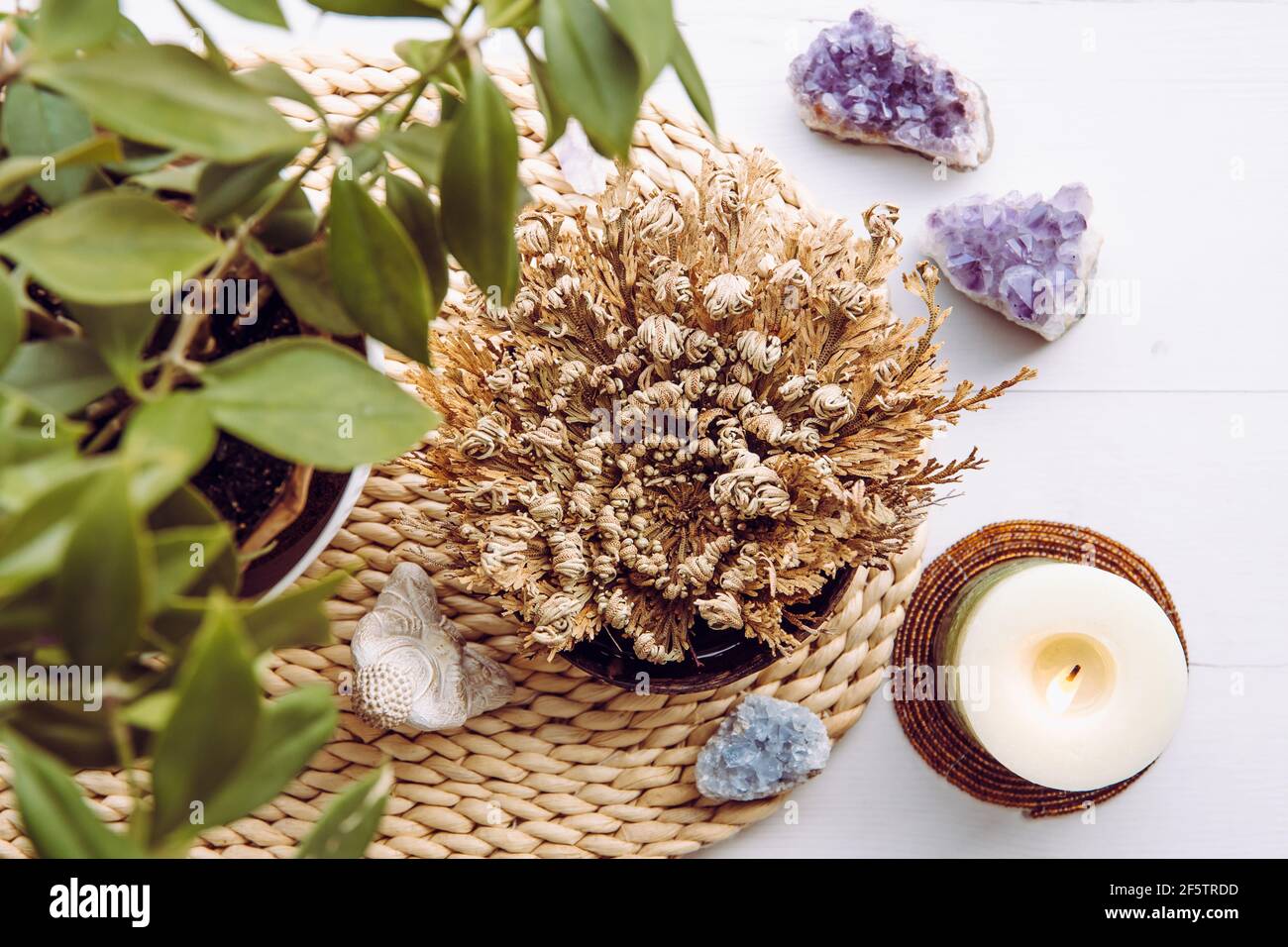 Rose of Jericho, Selaginella lepidophylla also called Resurrection