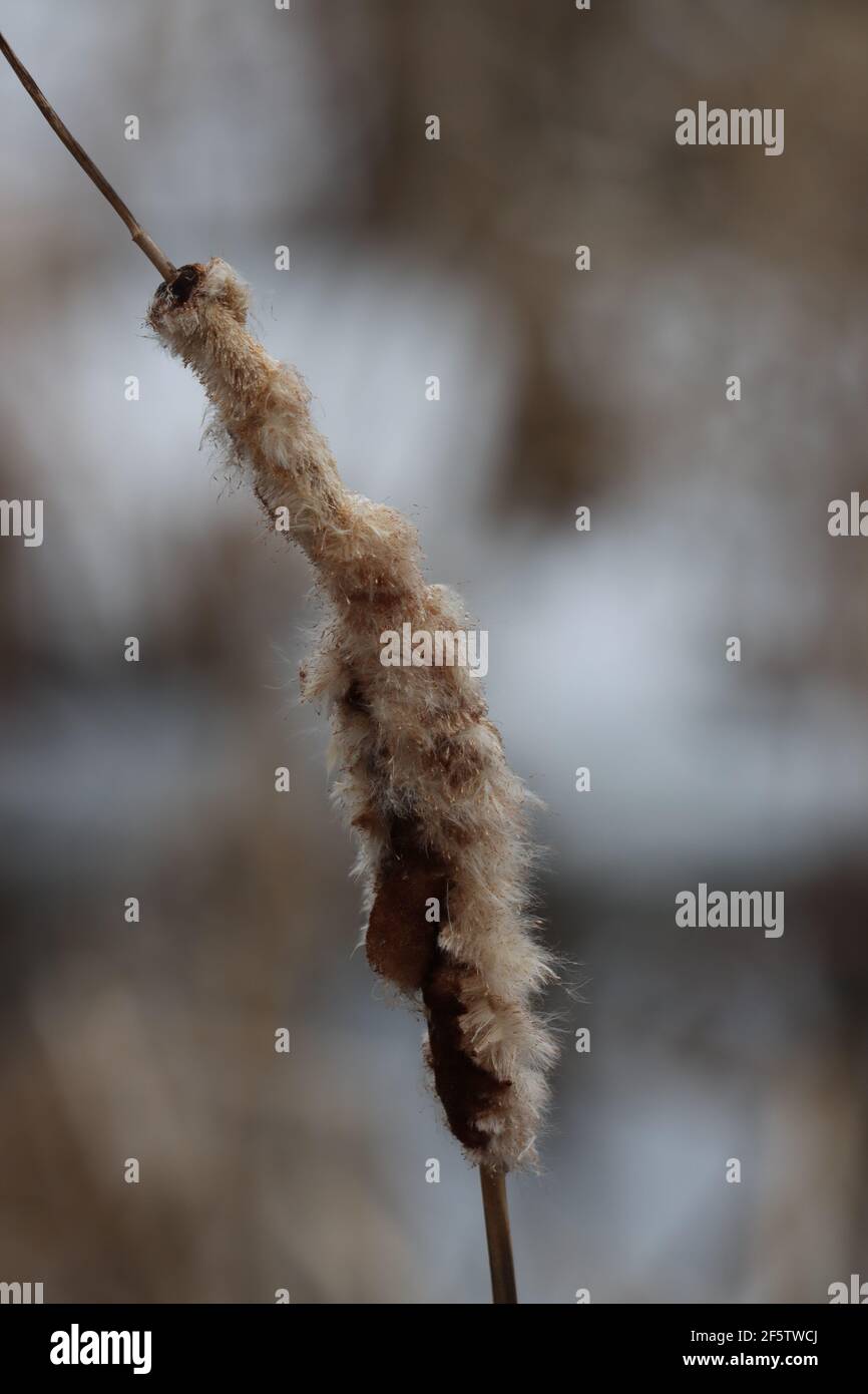 Cattails with snow on them in winter Stock Photo