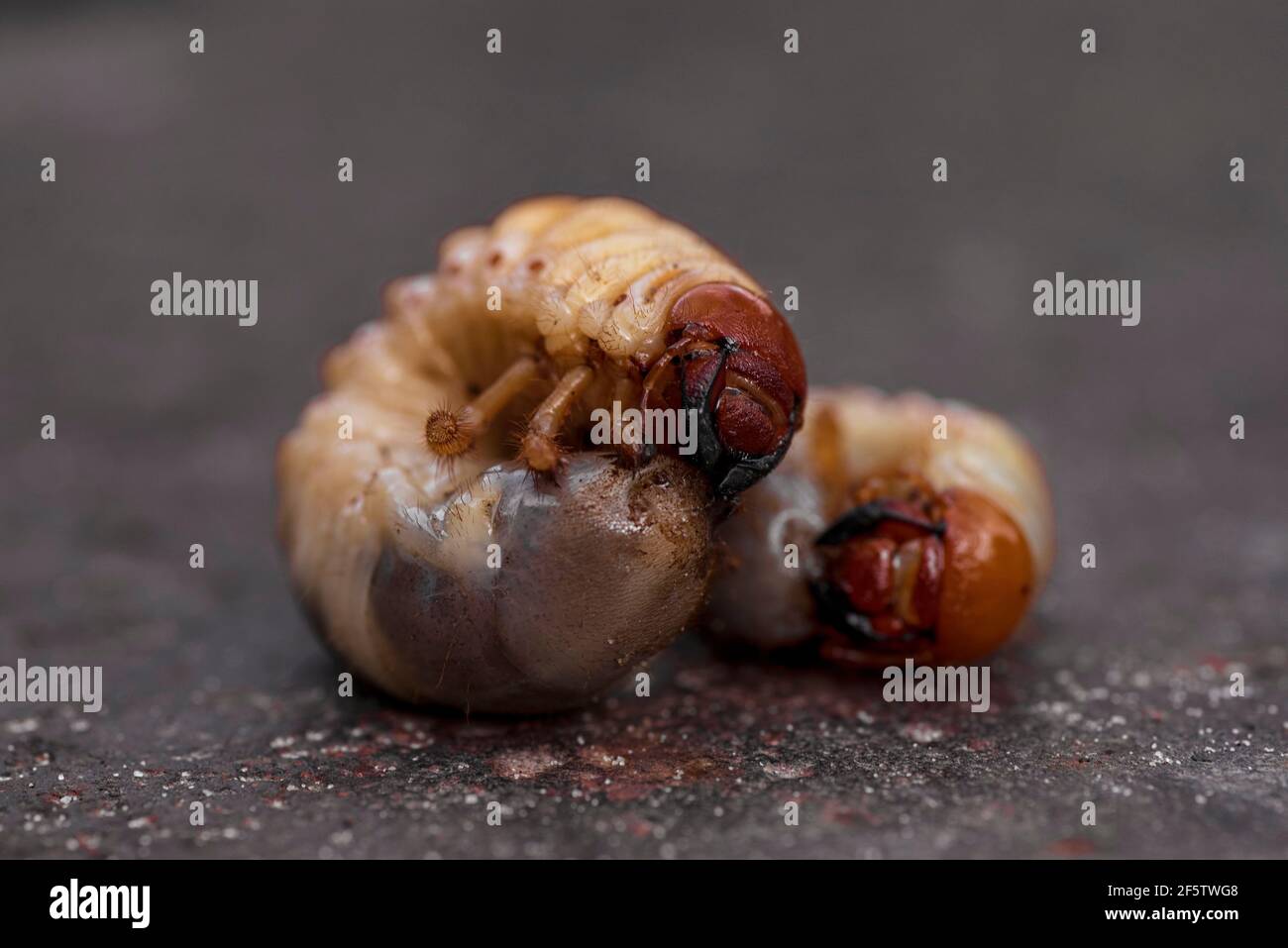 Close up of macro white grubs Melolontha.May beetle larvae.Larvae of dung beetle close-up. Stock Photo