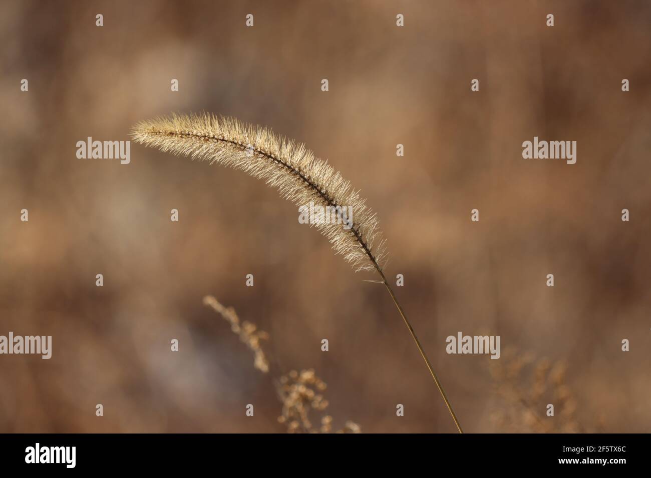 A backlit foxtail in late winter Stock Photo