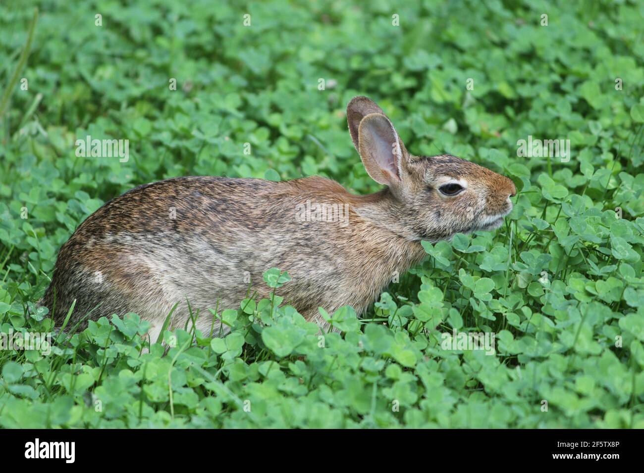 Eastern cottontail rabbit eating clover Stock Photo Alamy