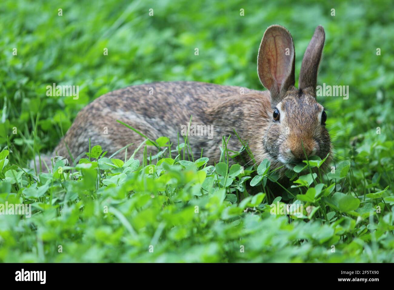 Eastern cottontail rabbit eating clover Stock Photo - Alamy