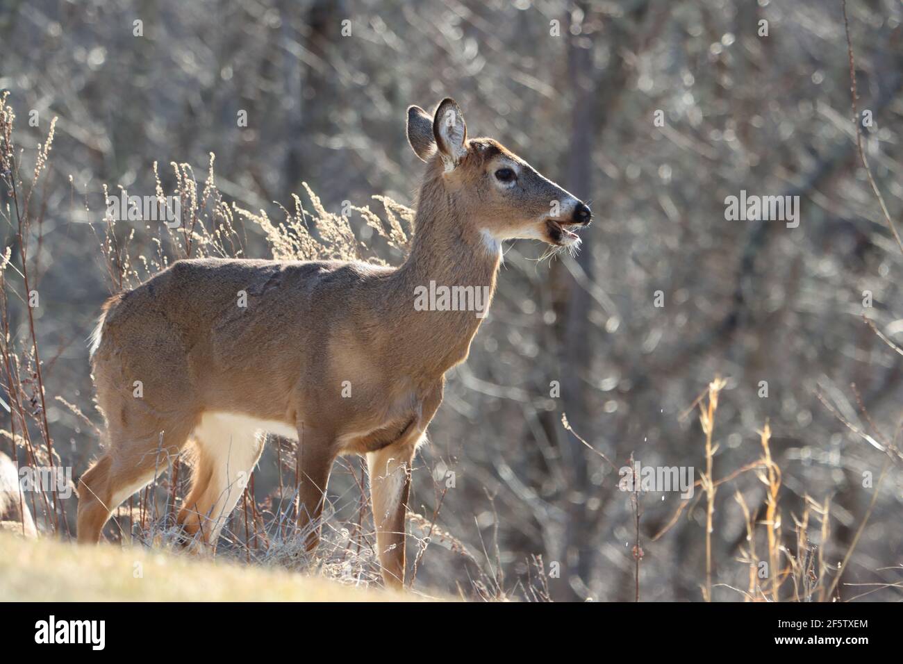 Whitetail doe profile with open mouth Stock Photo