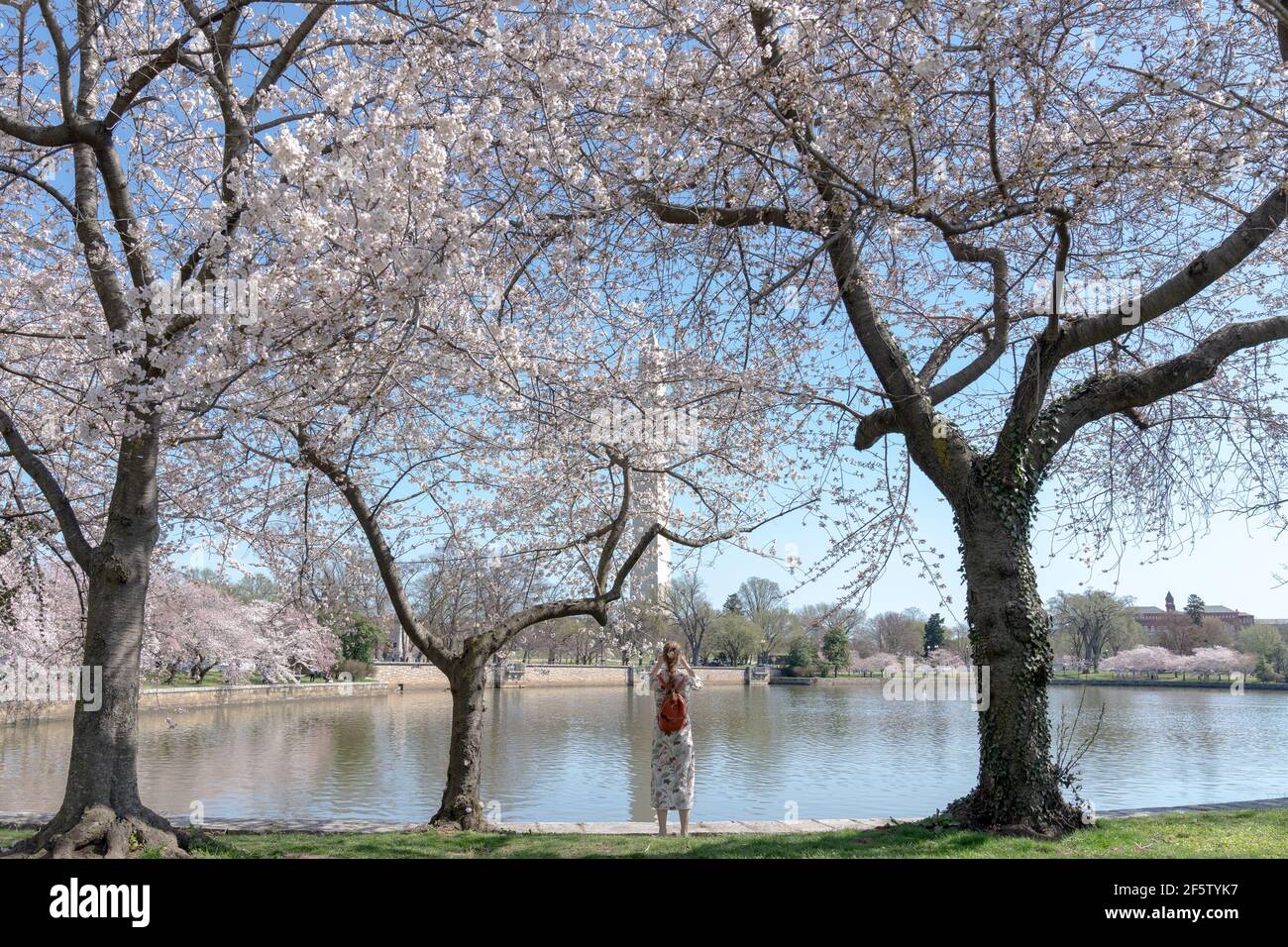 DC's Iconic Yoshino Cherry Trees reach the 5th out of 6 th bloom stages
