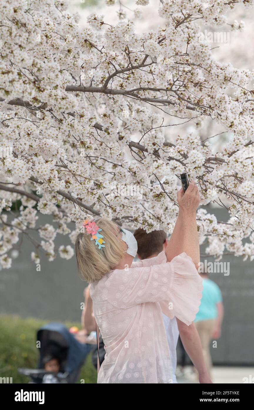 DC's Iconic Yoshino Cherry Trees reach the 5th out of 6 th bloom stages