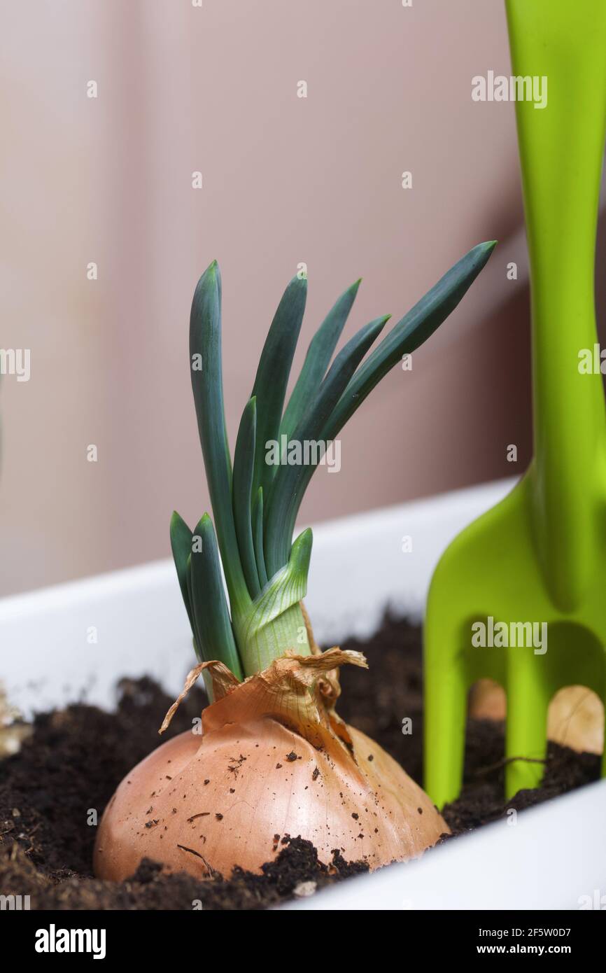 Sprouted onions in a flower pot. Gardening tools nearby. A vegetable garden on the windowsill. Stock Photo