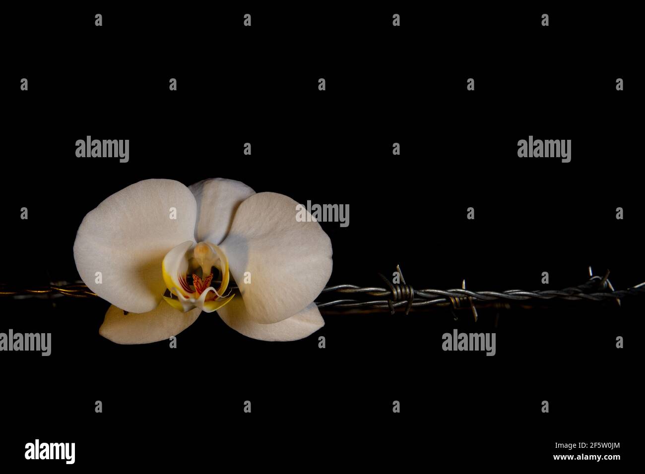 White orchid blossom and barbed wire isolated on black background, concept of femininity and pain Stock Photo