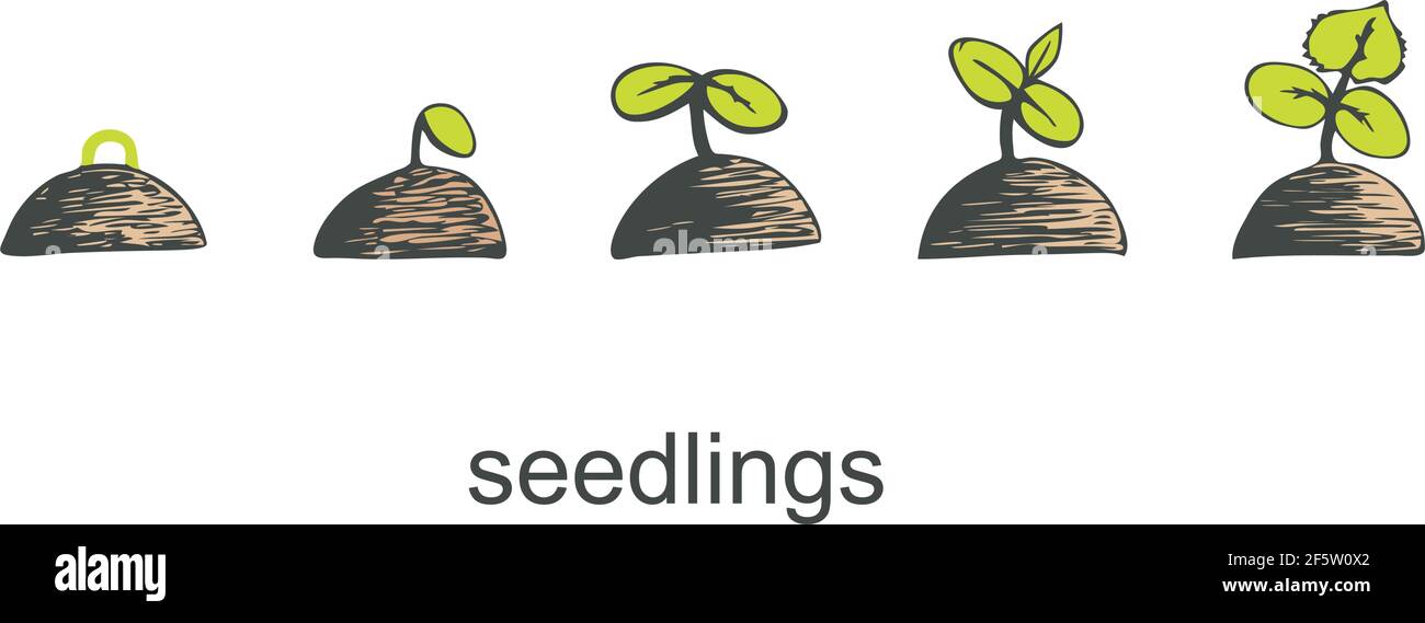 Phases of germination of a cucumber seedling on a white isolated background. Vector illustration Stock Vector