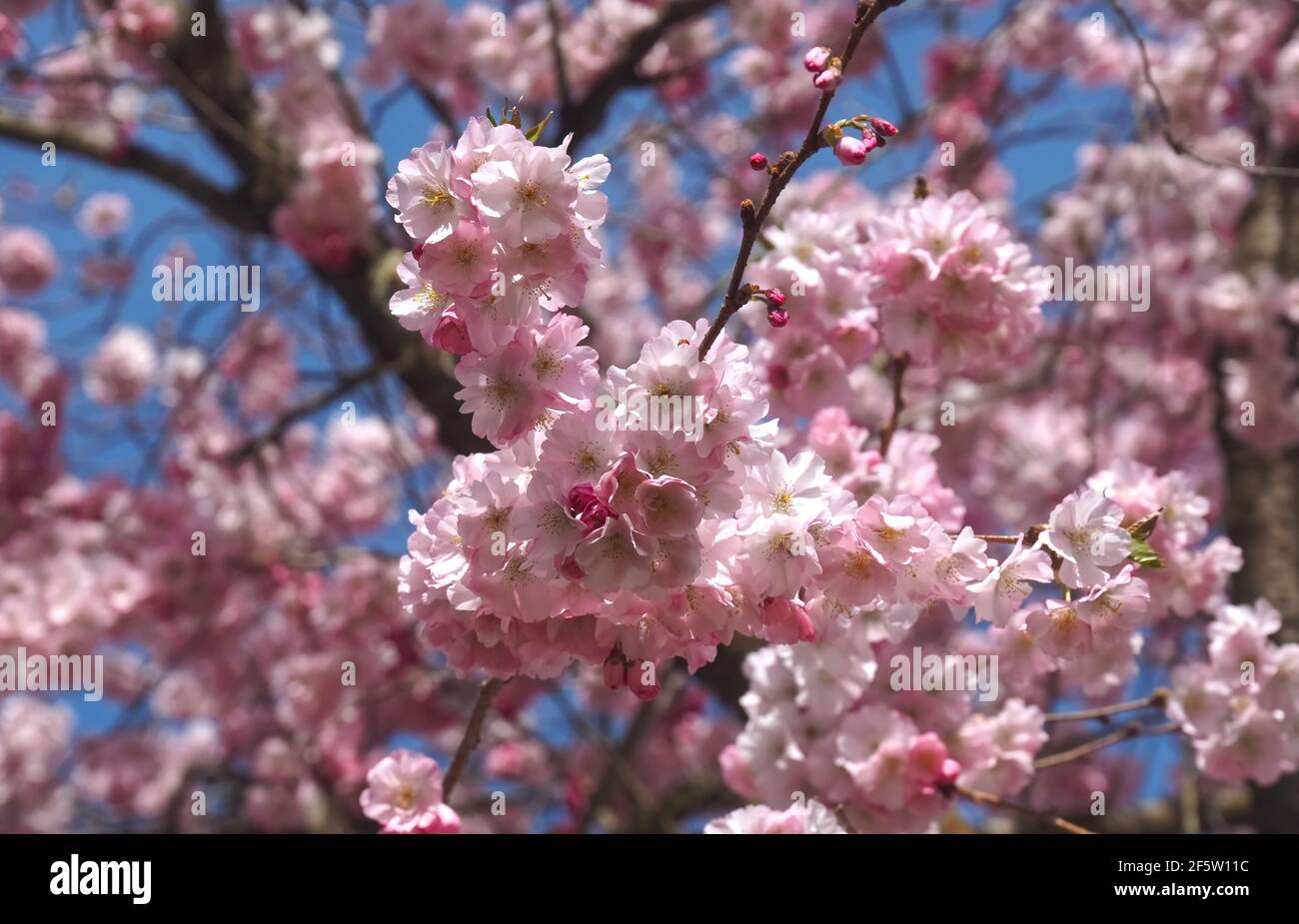 Macro of pink cherry blossoms on a tree in spring Stock Photo - Alamy
