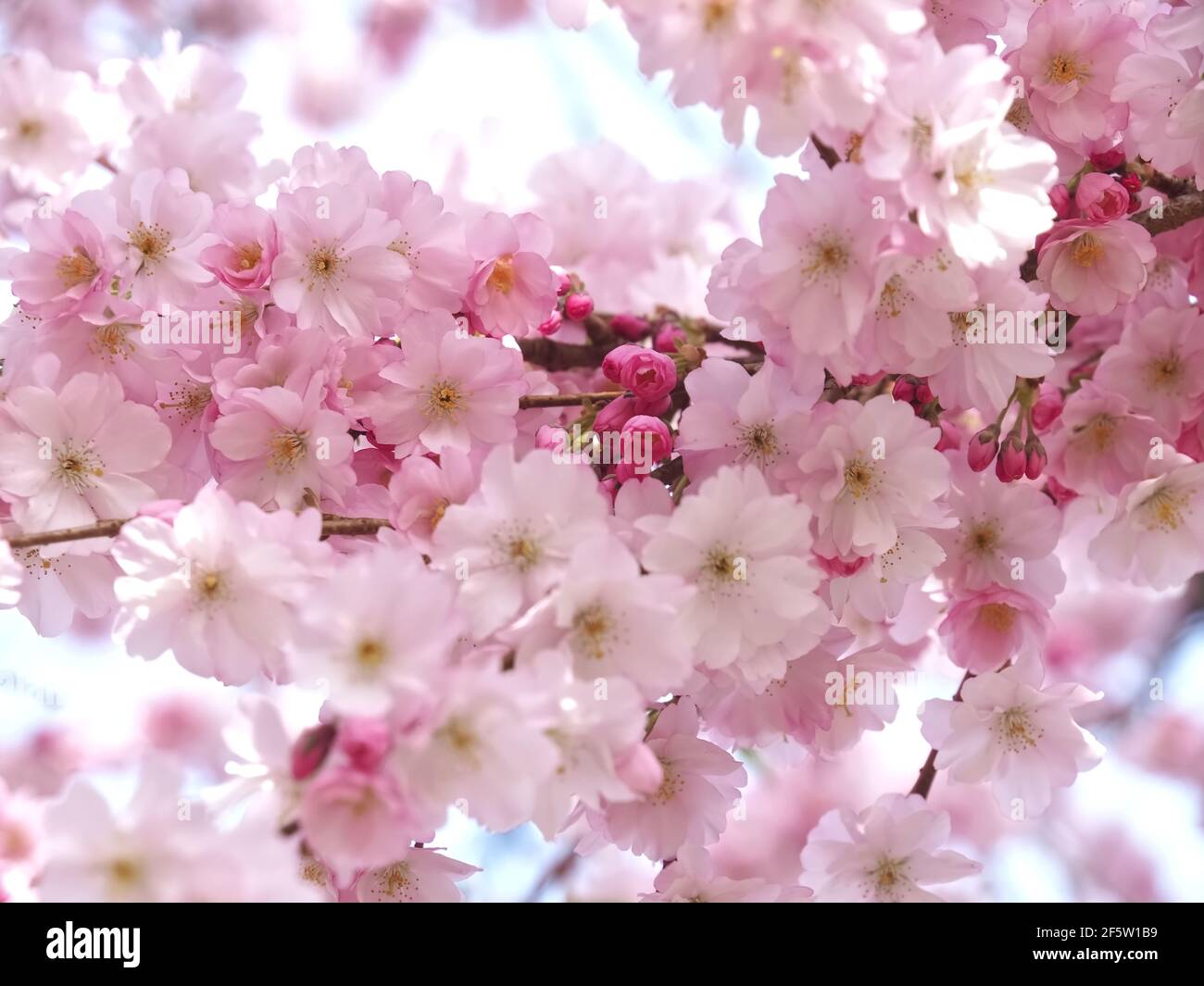 Macro of pink cherry blossoms on a tree in spring Stock Photo - Alamy