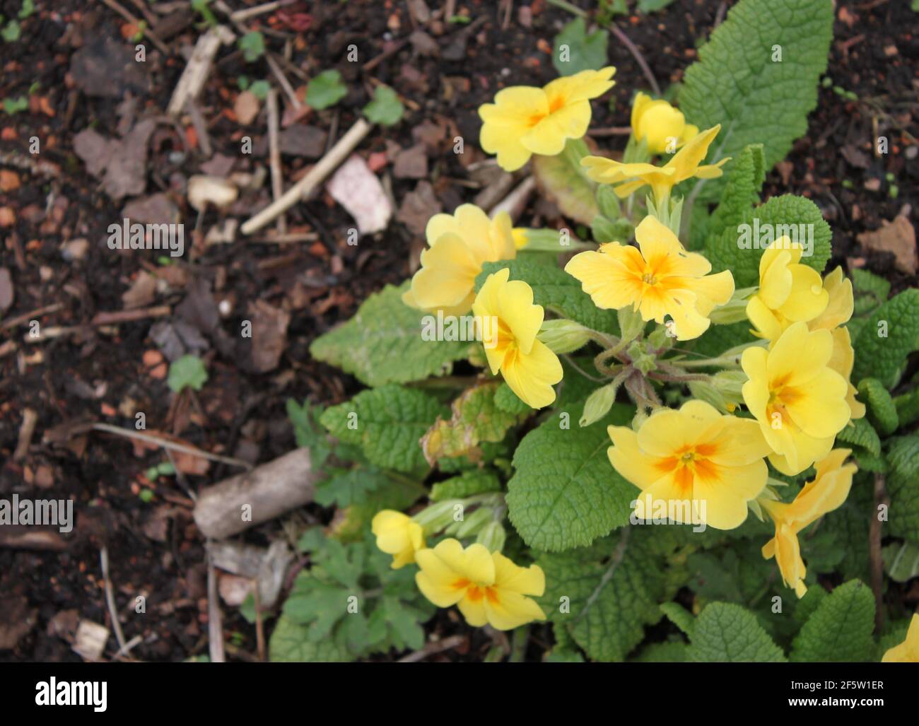 Beautiful yellow primroses with orange centres growing in the outdoors.  Yellow primroses growing in woodland walking trails, spring season in the UK. Stock Photo