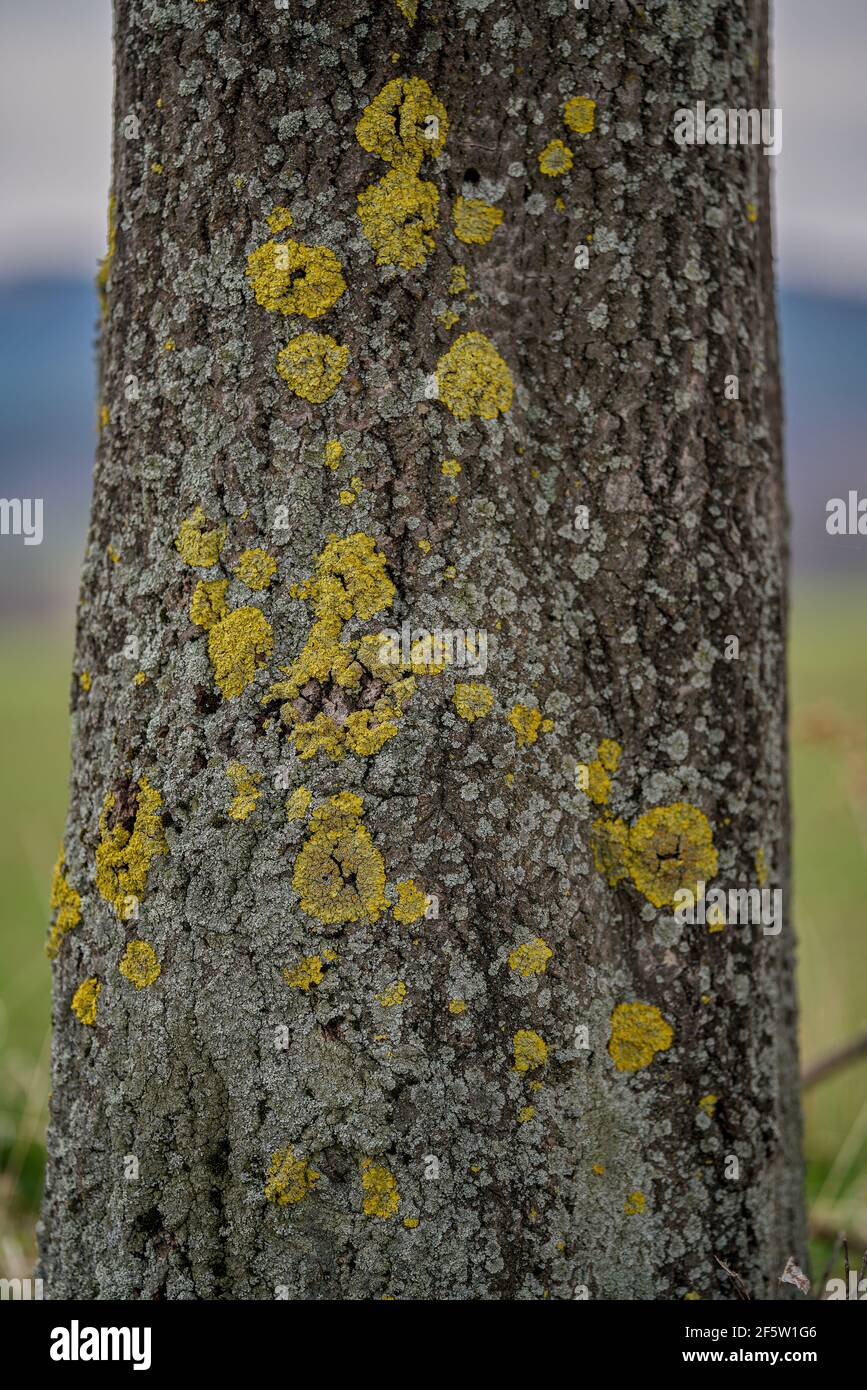 Tree bark covered with blooming lichen Cetraria islandica Stock Photo