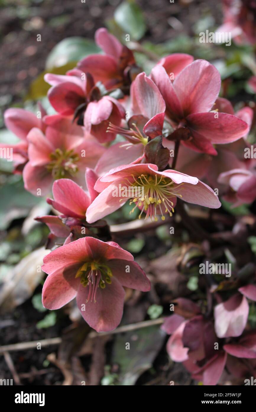Hellebore (Helleboreae) magical spring flowers. Decorative Hellebores