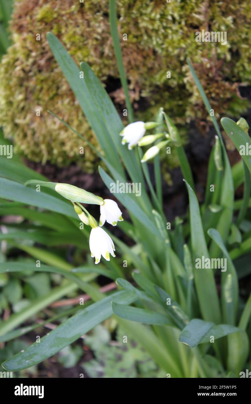 Leucojum vernum the spring snowflake lightly scented white bell shaped flowers. Delicate and pretty white flowers found in woodlands, spring season. Stock Photo