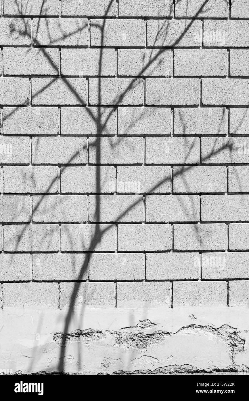 Abstract black and white images with shadows in the mid day sun. Trees and pavements and walls. Stock Photo