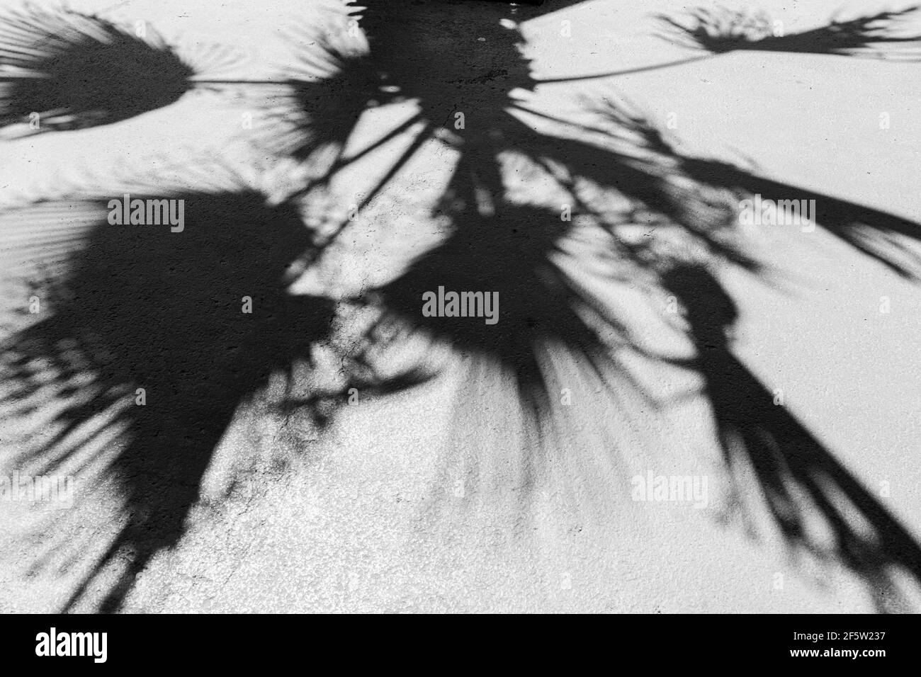 Abstract black and white images with shadows in the mid day sun. Trees and pavements and walls. Stock Photo