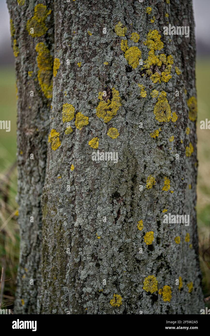 Tree bark covered with blooming lichen Cetraria islandica Stock Photo