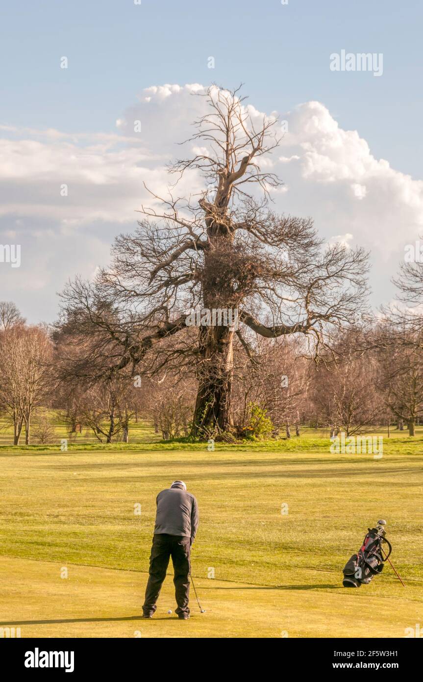 An amateur golfer on a public gof course.  About to put on the final green. Stock Photo