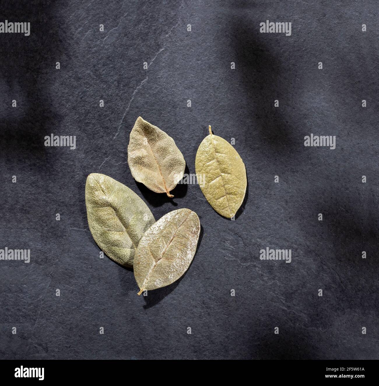 Dried and healing boldo leaves - Peumus boldus Stock Photo