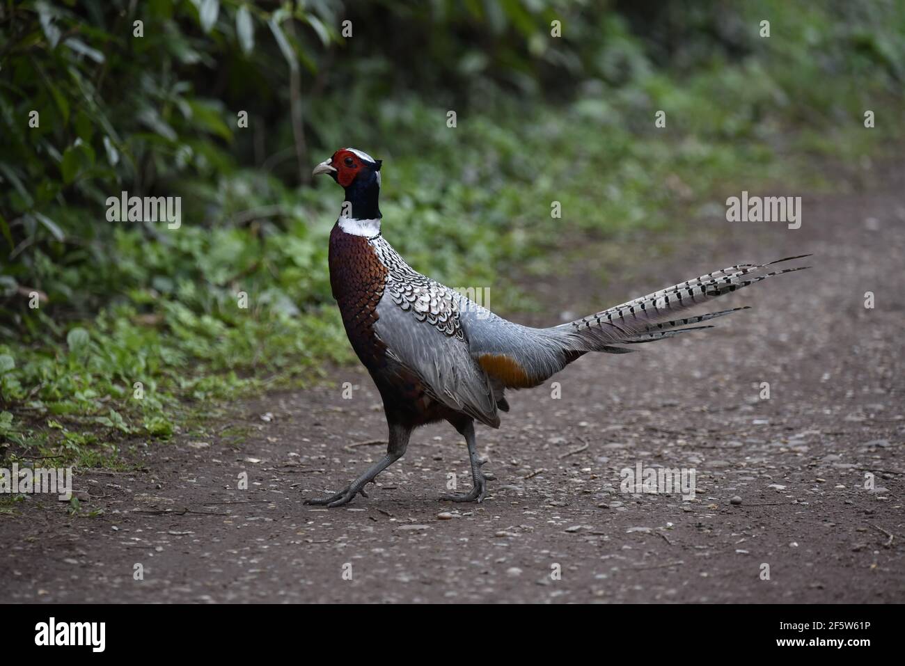 Common Male Pheasant (Phasianus colchicus) in Left Profile on a Tarmac Path on a Nature Reserve in Staffordshire, UK in Early Spring Stock Photo