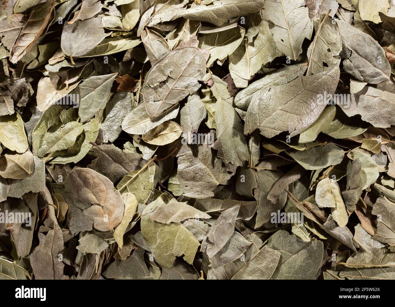 Peumus boldus - Dried and healing boldo leaves Stock Photo