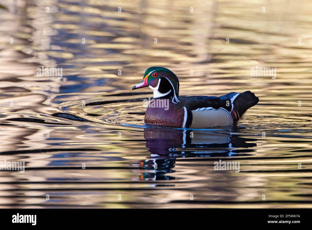 Wood duck (Aix sponsa), male in splendid dress, swimming in the water, Tyrol, Austria Stock Photo