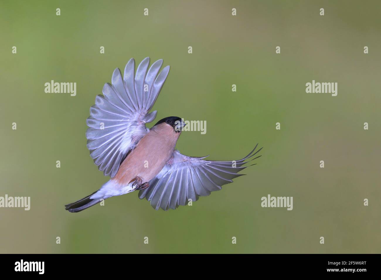 Eurasian bullfinch (Pyrrhula pyrrhula), Gimbel female in flight, North Rhine-Westphalia, Germany Stock Photo