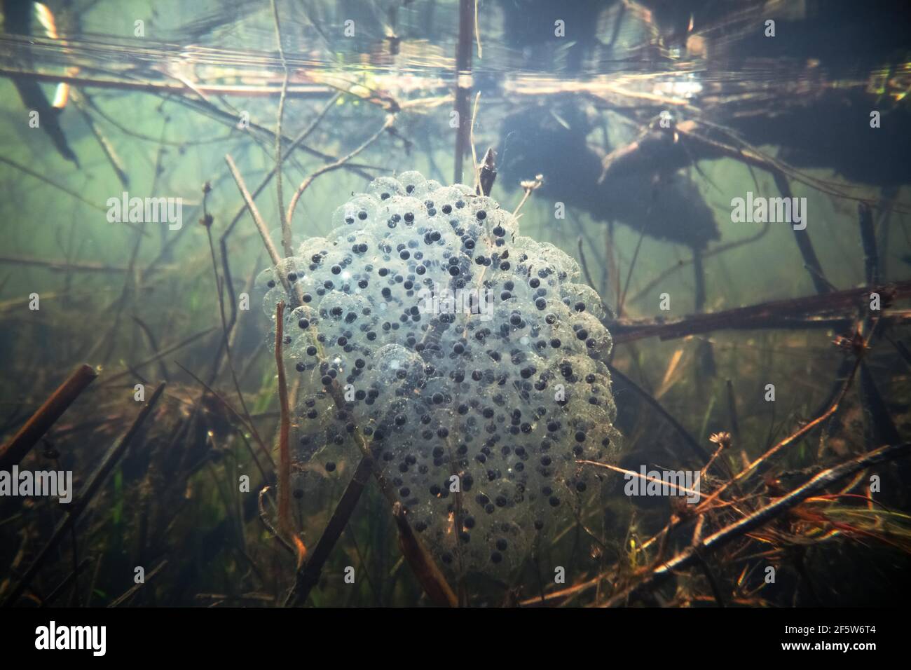 Agile frog (Rana dalmatina), underwater photograph spawn, spawn ball, North Rhine-Westphalia, Germany Stock Photo