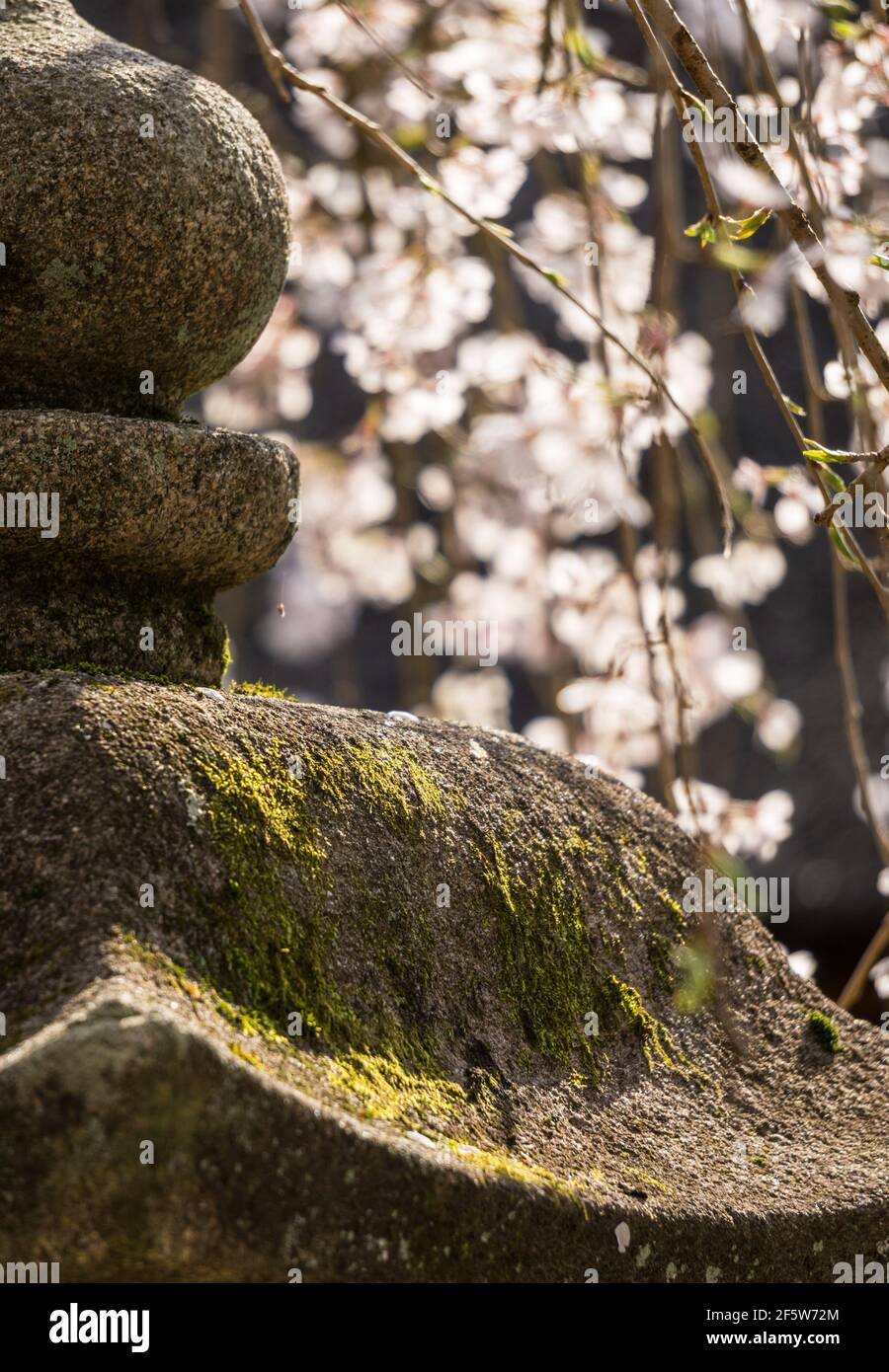 Sakura cherry blossom behind a Japanese stone lantern at Kasuga Taisha or Grand Shrine, a major Shinto shrine in Nara, Japan Stock Photo
