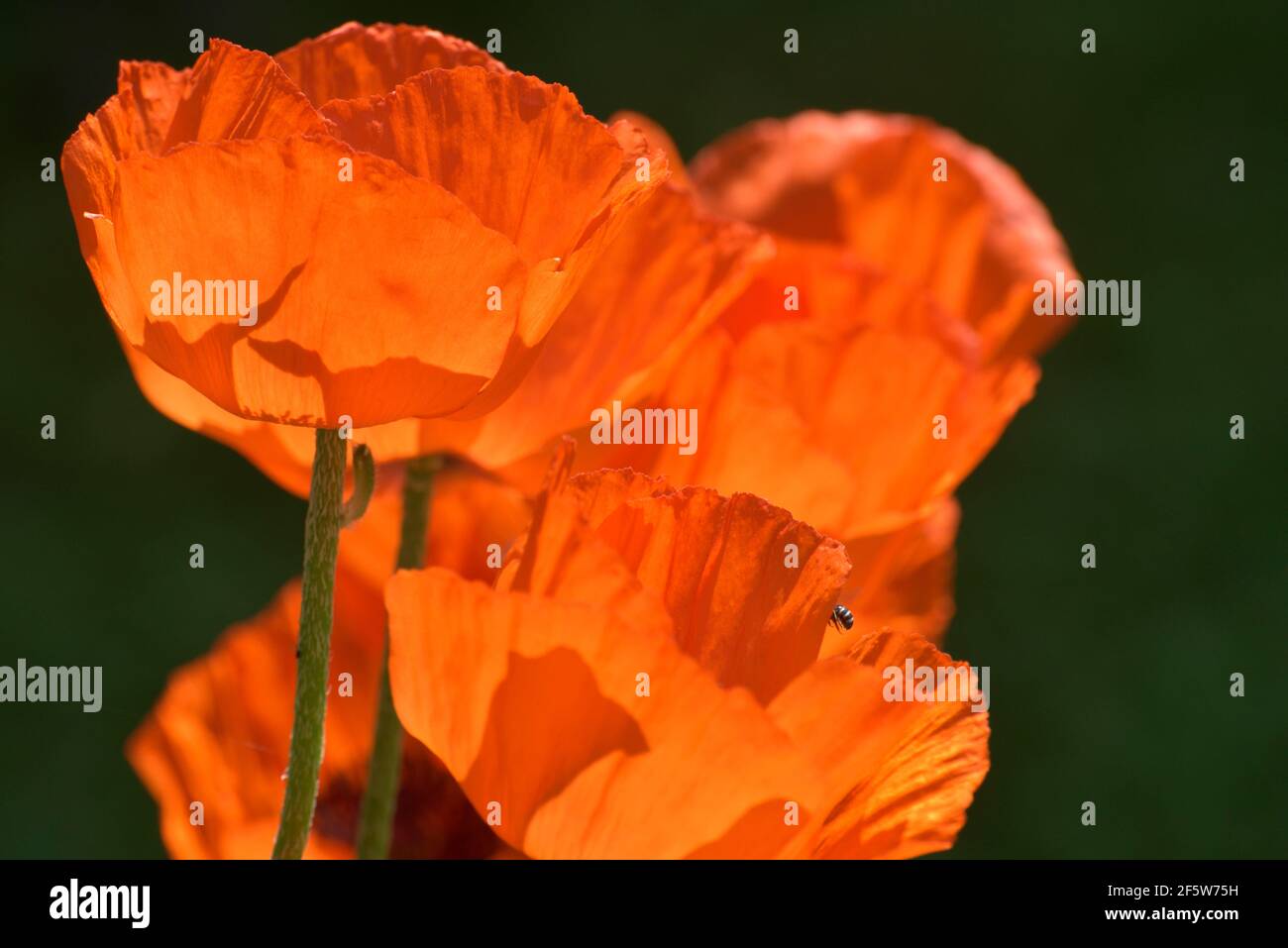 Giant poppy (papaver orientale) backlight shot, Germany Stock Photo