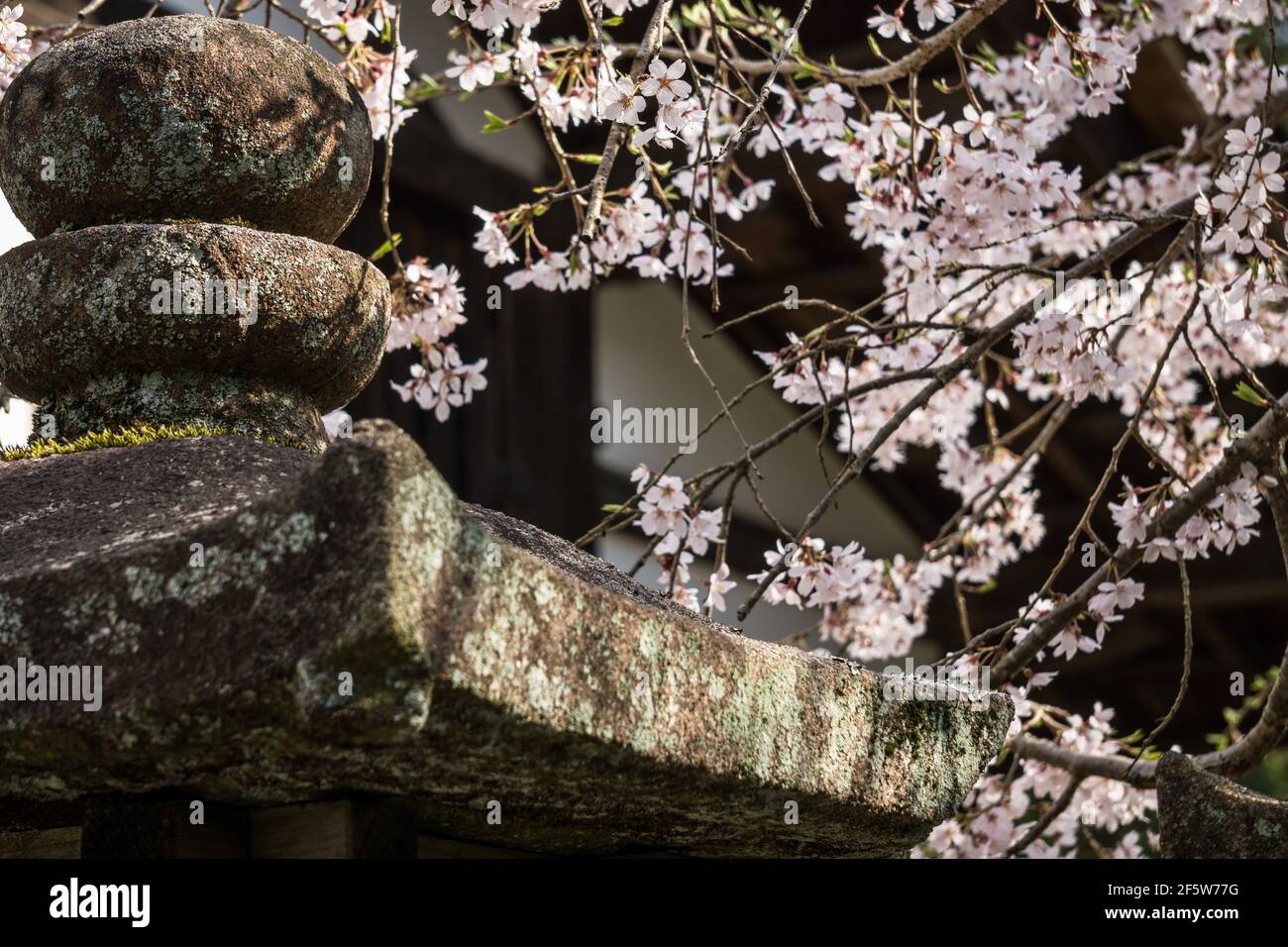 Sakura cherry blossom behind a Japanese stone lantern at Kasuga Taisha or Grand Shrine, a major Shinto shrine in Nara, Japan Stock Photo